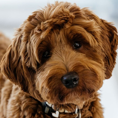 Teamfoto De Borghoek, Lou de schoolhond